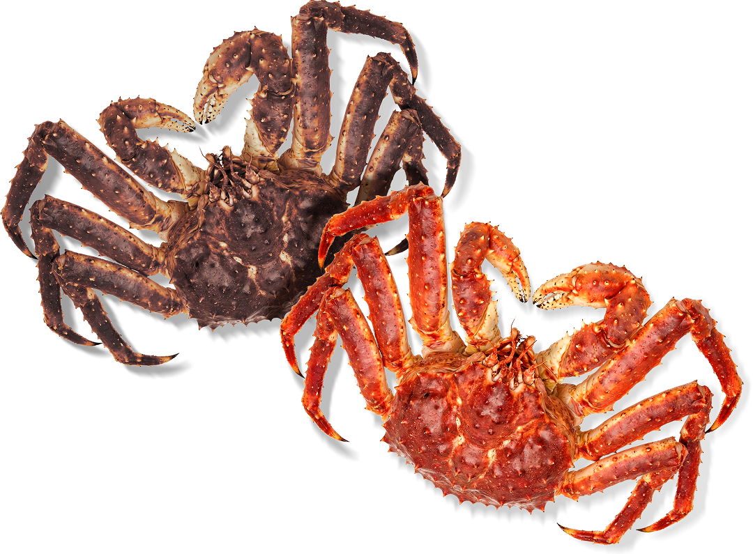 대게아나 일러스트